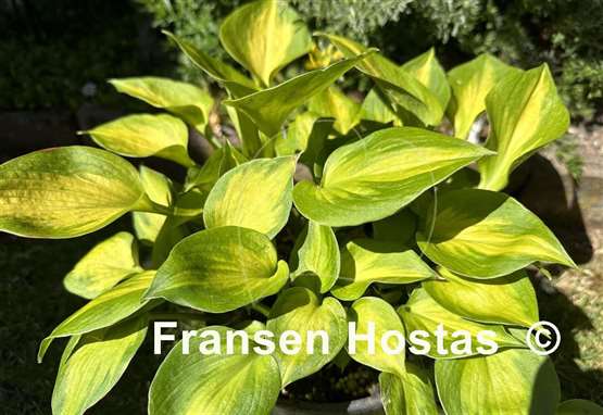 Hosta Claudia A